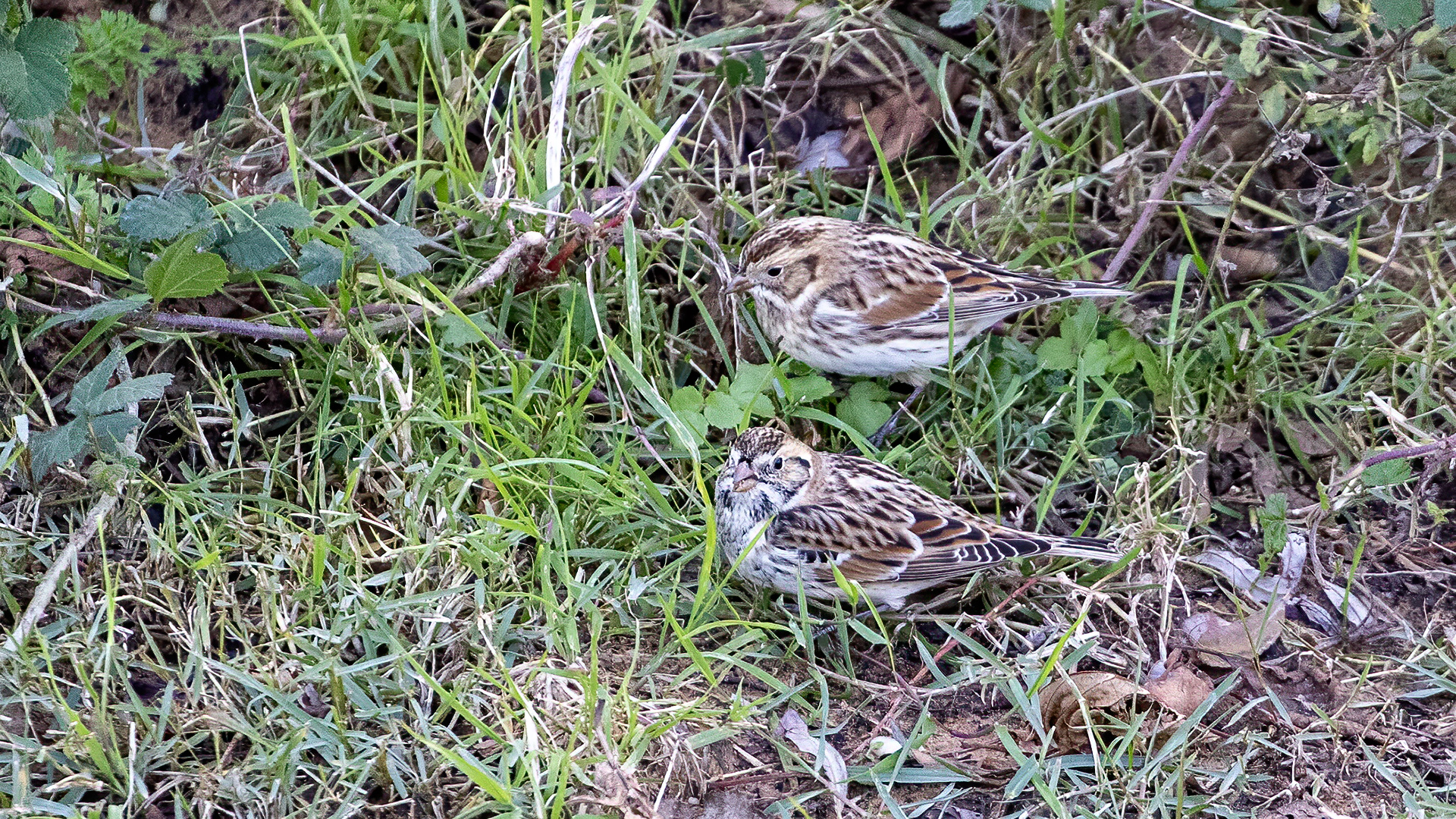 Lapland Longspur